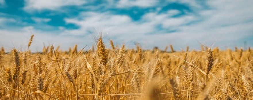 ДОГОВІР ОРЕНДИ ЗЕМЛІ: ФОРМА І УМОВИ